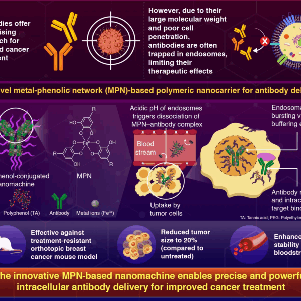ابتكار حامل نانوي هجين من البوليفينولات والمعادن لزيادة فعالية توصيل الأجسام المضادة