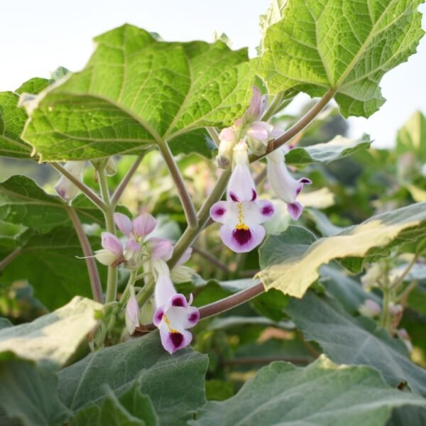 تصميم وتطوير جسيمات فضة نانوية صديقة للبيئة لعلاج مرض السكري