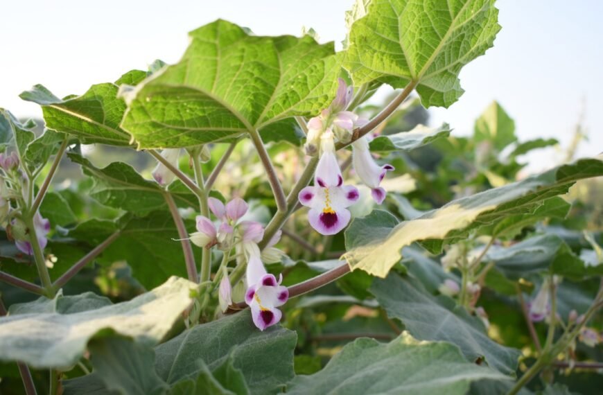 تصميم وتطوير جسيمات فضة نانوية صديقة للبيئة لعلاج مرض السكري