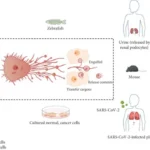 الخلايا الجذعية تُطلق حويصلات خاصة (ميغراسمات)&hellip;
